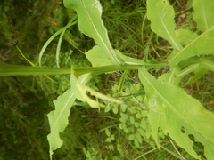 Saussurea neoserrata