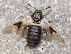 Abia fasciata