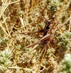 Sepiana sepium