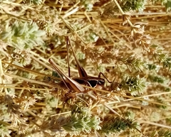 Sepiana sepium