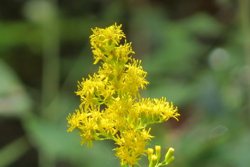 Leavenworth's Goldenrod (Solidago leavenworthii) · iNaturalist