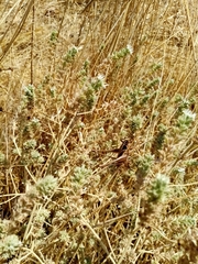 Sepiana sepium