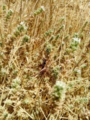Sepiana sepium