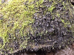 Scytinium juniperinum