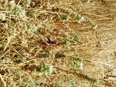 Sepiana sepium