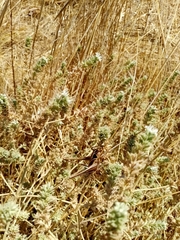 Sepiana sepium