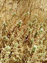 Sepiana sepium