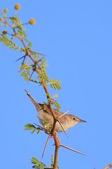 Cisticola cherina