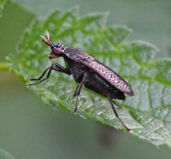 Coremacera marginata