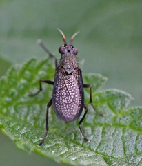 Coremacera marginata