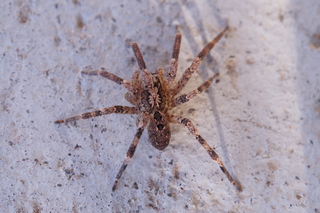 Mediterranean Spiny False Wolf Spider From Schutterwald, Deutschland On 