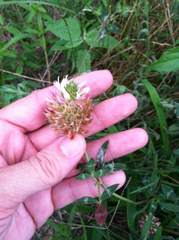 Trifolium vesiculosum