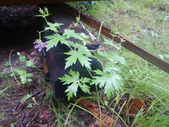 Geranium maximowiczii