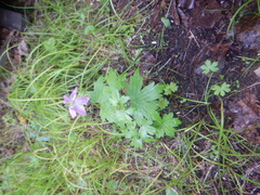 Geranium maximowiczii