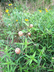 Trifolium vesiculosum