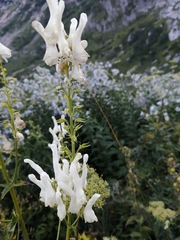 Aconitum orientale