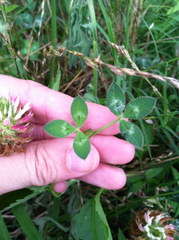 Trifolium vesiculosum