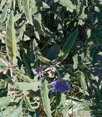 Solanum elaeagnifolium image