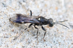 Alysson spinosus