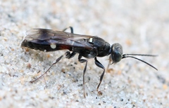Alysson spinosus