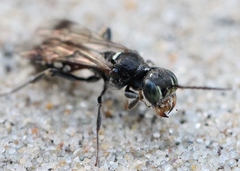 Alysson spinosus