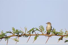 Cisticola cherina