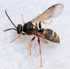 Argogorytes mystaceus