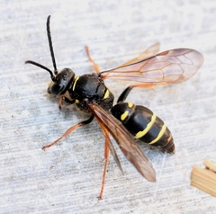 Argogorytes mystaceus