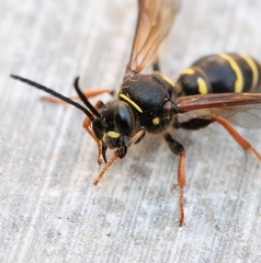 Argogorytes mystaceus