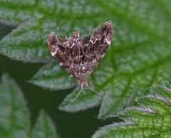 Anthophila fabriciana