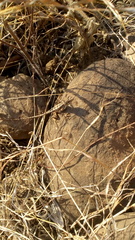 Sitana