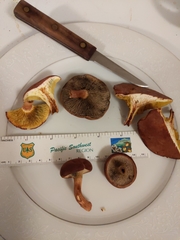 Phylloporus foliiporus