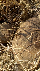 Sitana