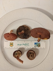 Phylloporus foliiporus