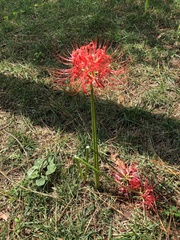 Lycoris