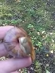 Helix pomatia