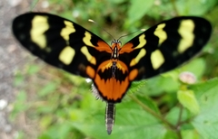 Mechanitis polymnia lycidice