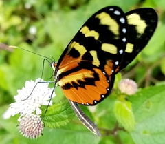 Mechanitis polymnia lycidice