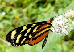 Mechanitis polymnia lycidice