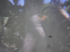 Rupornis magnirostris