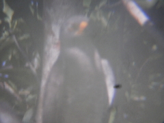 Rupornis magnirostris