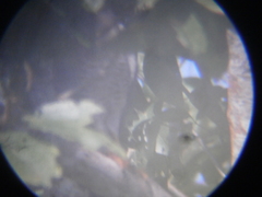 Rupornis magnirostris