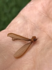 Tenuirostritermes