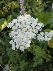 Selinum alatum