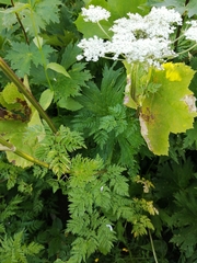 Selinum alatum