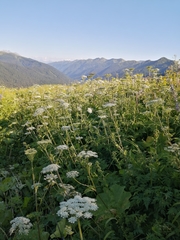 Selinum alatum