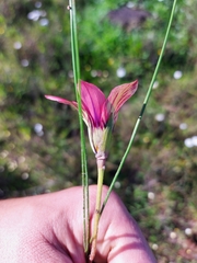 Romulea obscura