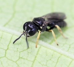 Entomognathus brevis
