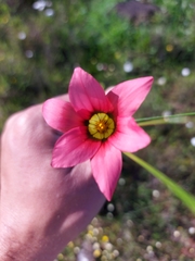 Romulea obscura