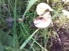 Helix pomatia